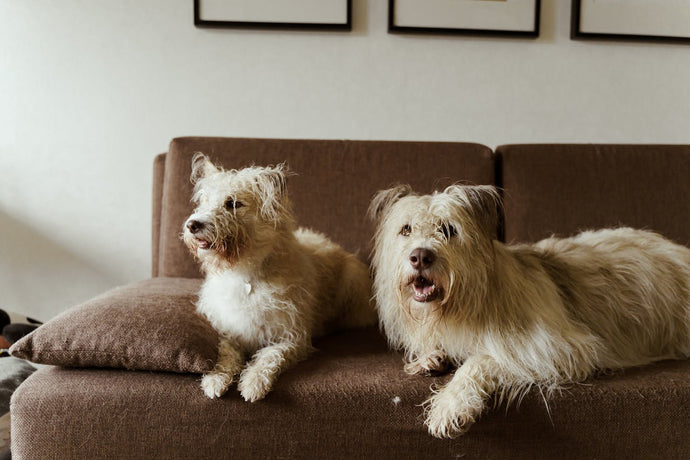 Pet-Friendly Incense: What’s Safe and What to Avoid